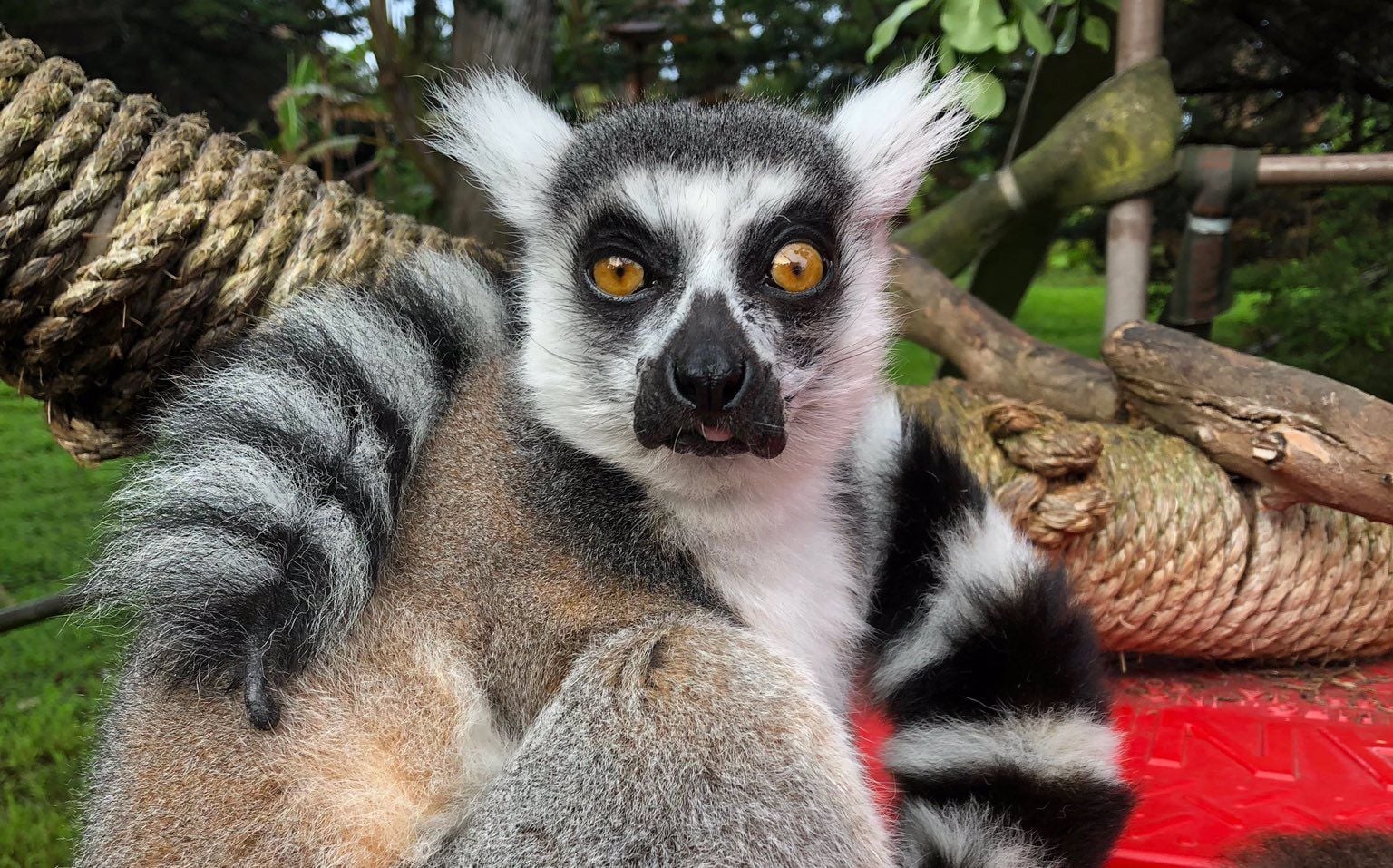 Missing SF Zoo Lemur Found By Children at Daly City Playground