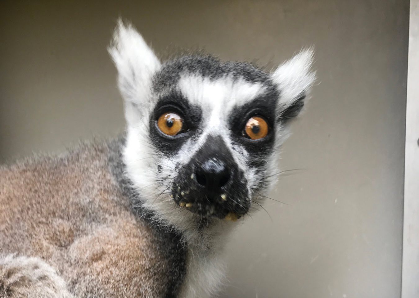 Arrest Made In Lemur Theft