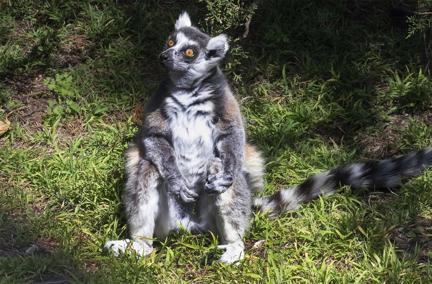[Update] Ring-Tailed Lemur Abducted From SF Zoo; $2100 Reward Offered