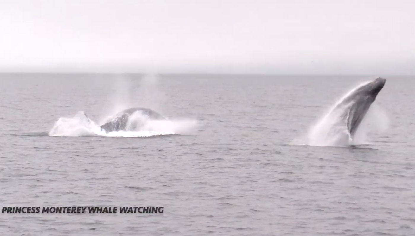 Monterey Whale Watching Captain Sees First-Ever Triple Breach of Humpbacks