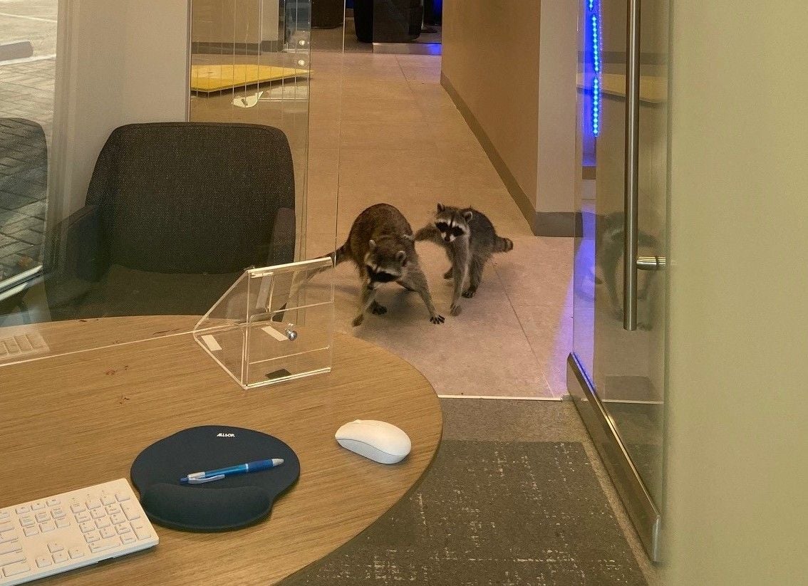 Raccoons Break Into Redwood City Bank, Make Themselves Completely at Home