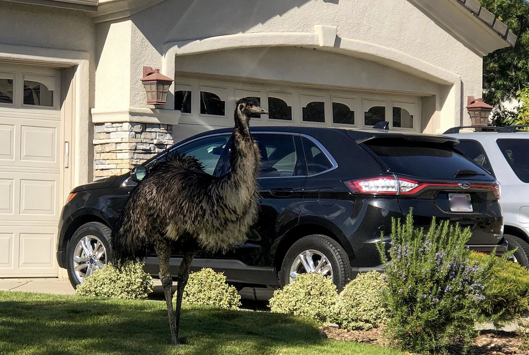 So... Did Anyone Recently Lose an Emu in the East Bay?