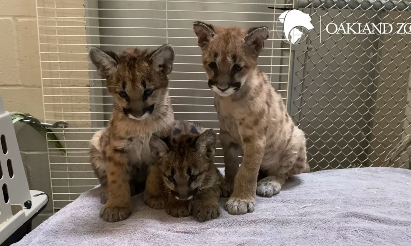 Orphaned Mountain Lion 'Captain Cal' and Adopted Sisters Head to Columbus Zoo