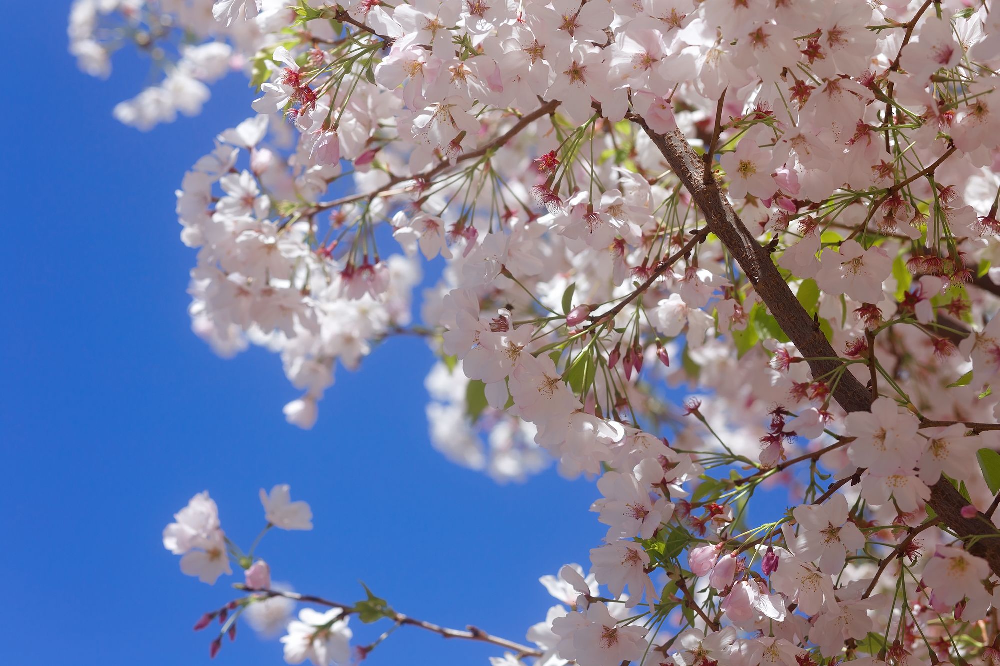 Sunday Links: Hundreds Donate To Repair  Vandalized Cherry Blossom Trees in Japantown