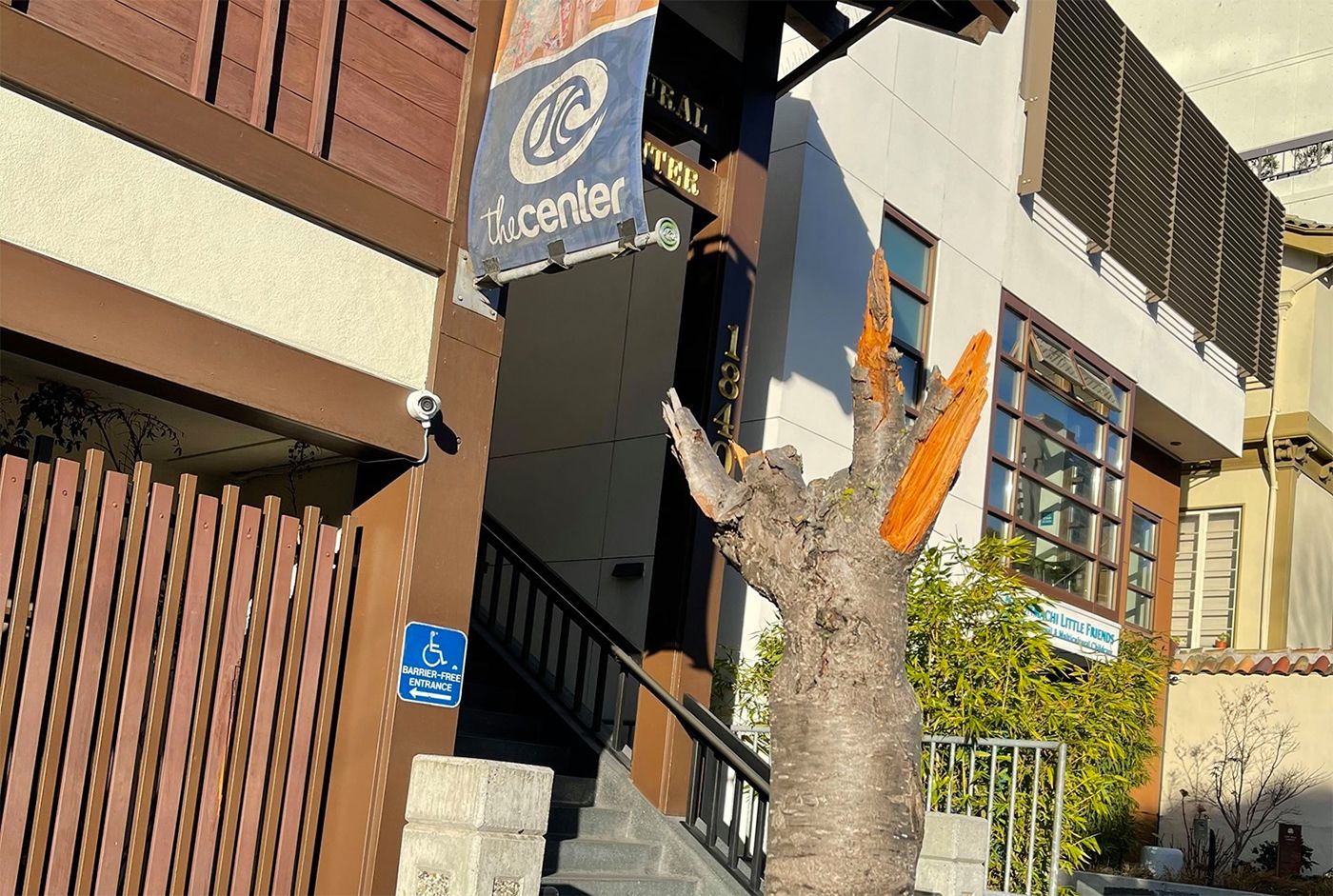 Day Around The Bay Vandal Destroys Cherry Blossom Trees In Japantown California News Times