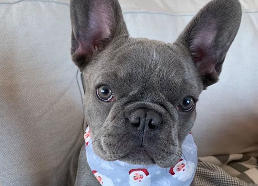 San Francisco Woman Assaulted at Gunpoint in Russian Hill As Thieves Steal Her French Bulldog Puppy