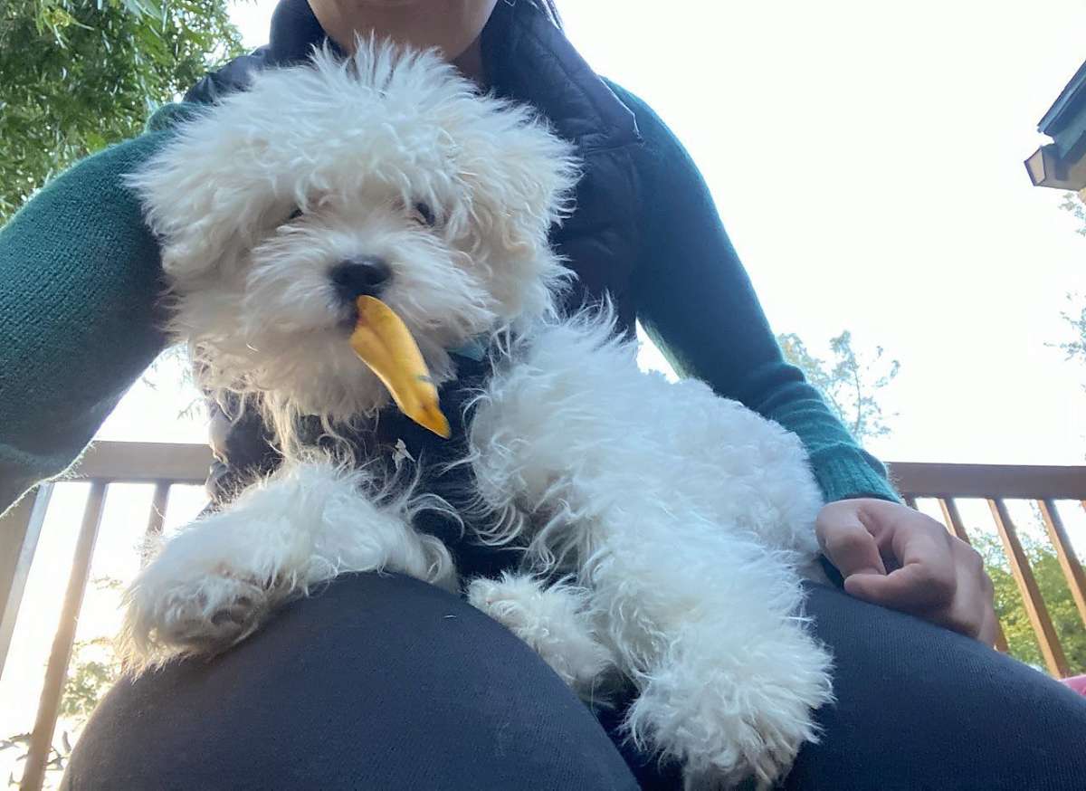 4-Month-Old Maltese Puppy Reunited With Owners After San Francisco Car Burglary