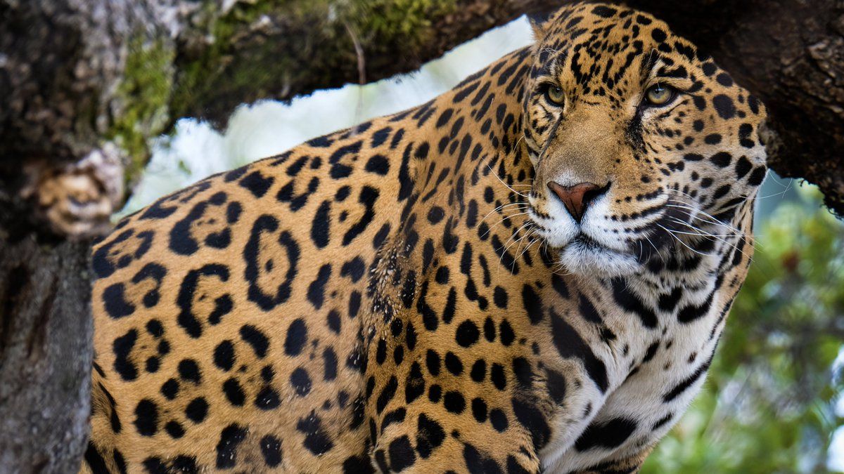 Oakland Zoo, Glowfari Have Reopened to the General Public