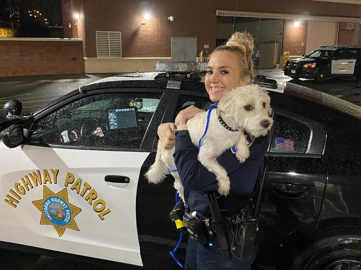Dog Stolen From Bay Bridge Crash Victim Returned to Owner
