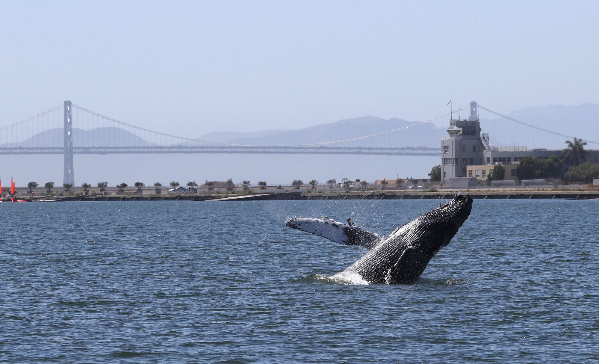 Humpback Whale Arrives in SF Bay in Early March, Believed To Be Earliest Feeding Here Yet