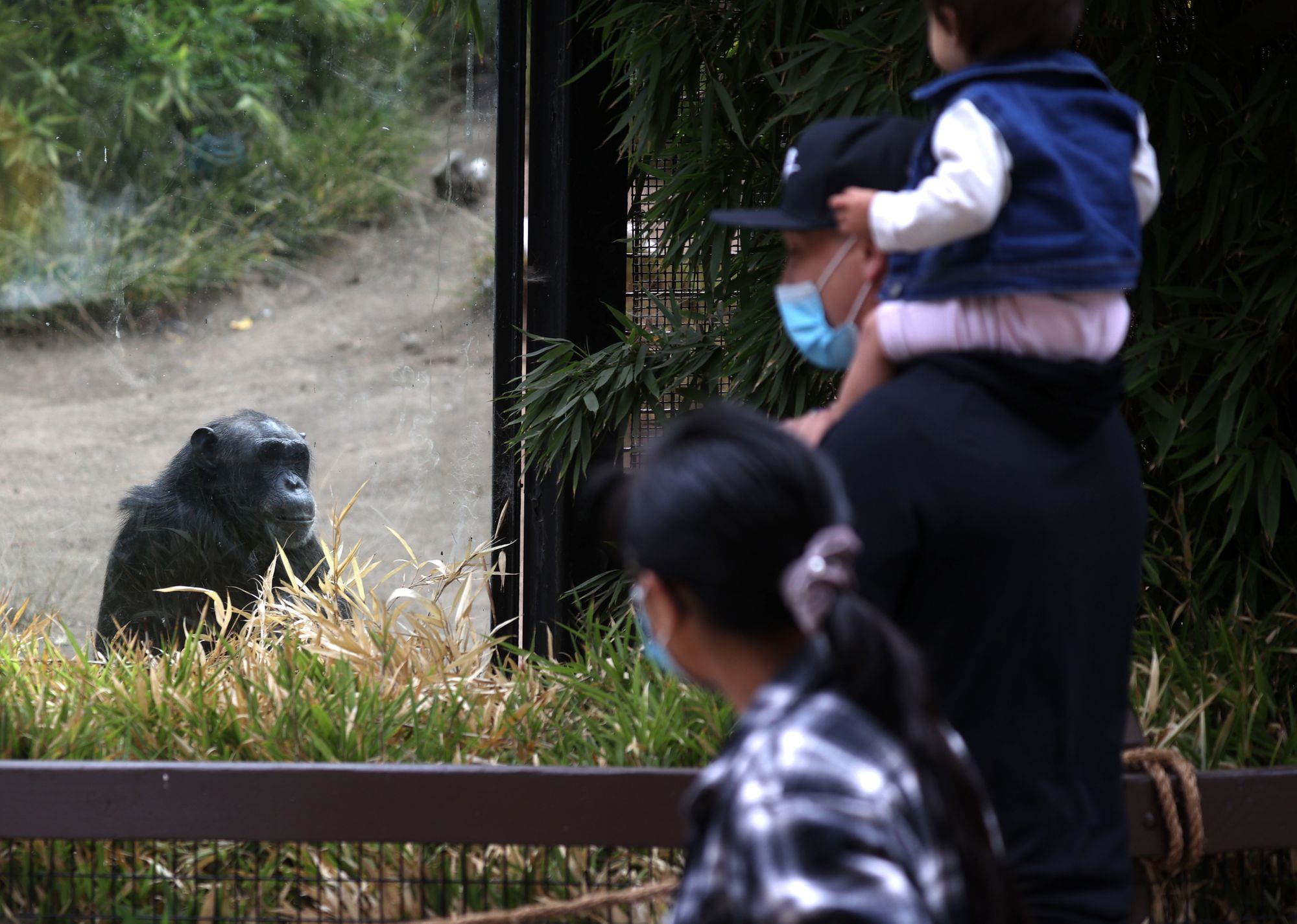 Oakland Zoo's Great Apes To Receive Modified COVID-19 Vaccines, Among the First in the World