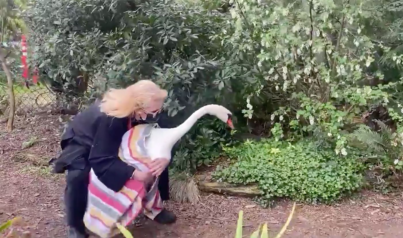 Blanche the Swan Returns to Palace of Fine Arts; Swallowing Pennies Blamed For Zinc Poisoning