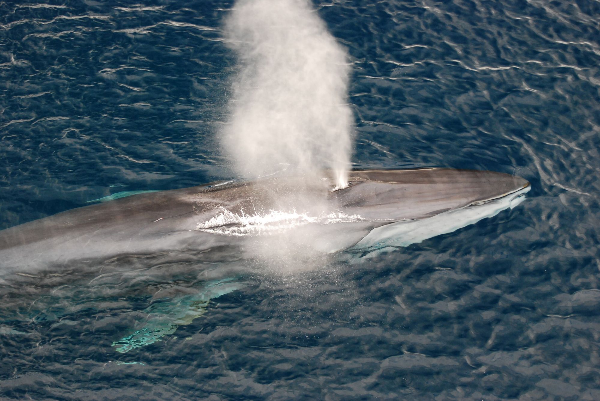Rare Fin Whale Washes Up at Fort Funston — the Fifth Dead Whale Recorded Around Bay Area in Less Than a Month