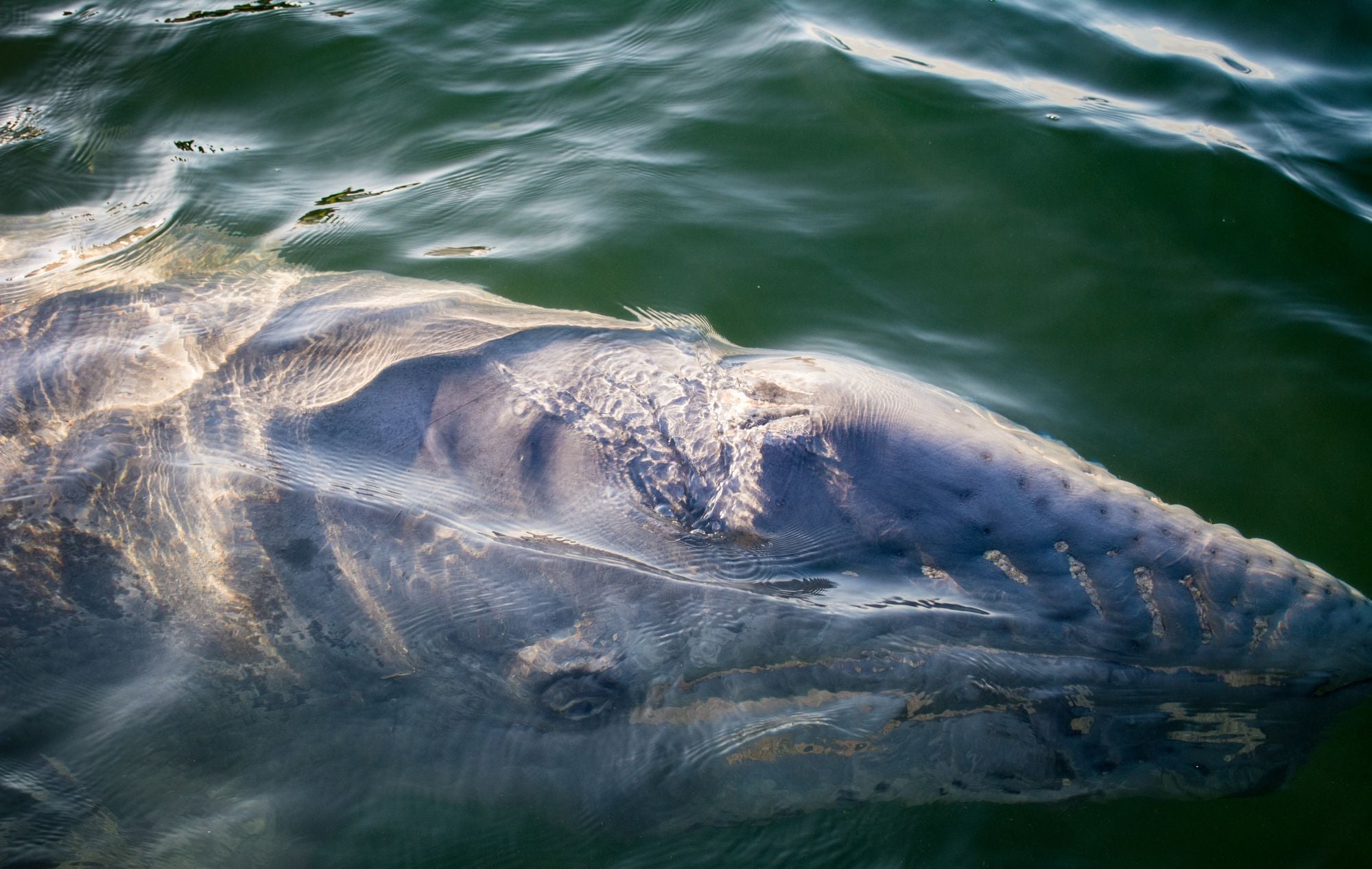 Looks Like No One Knows Exactly How That Gray Whale at Crissy Field Died (Yet)