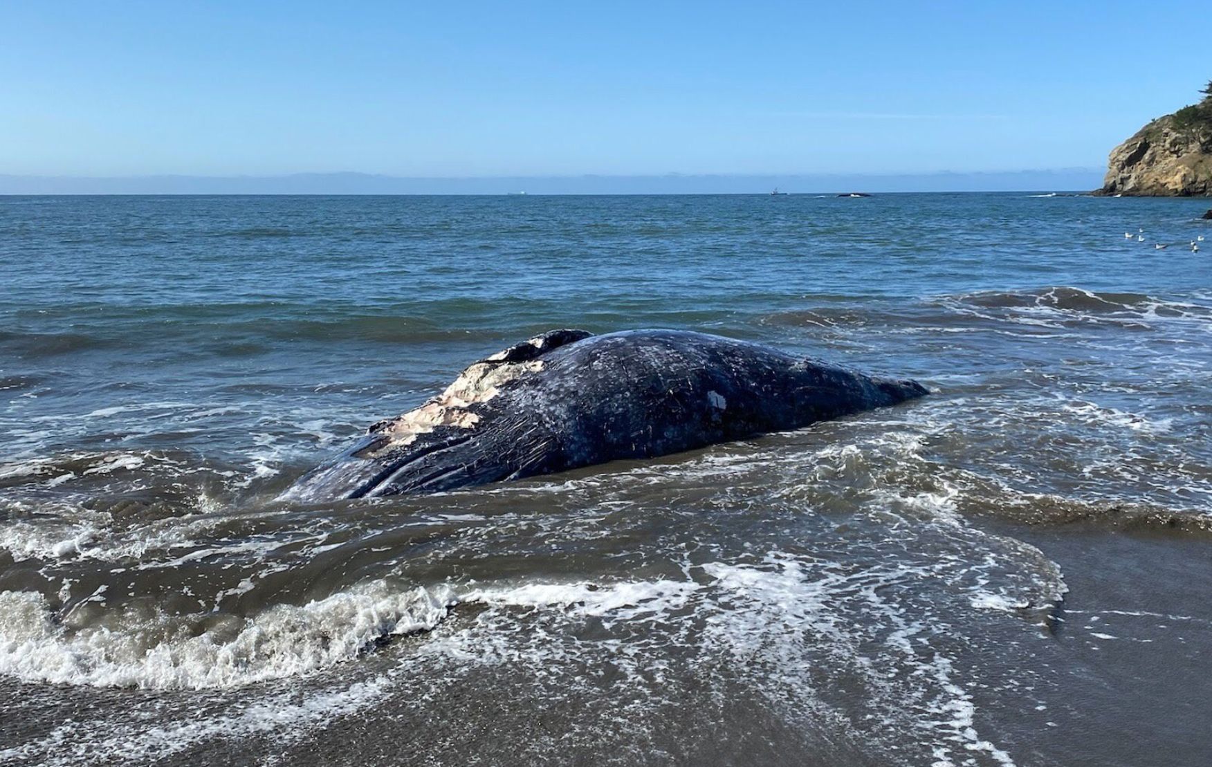 [Update] Four Whales Turn Up Dead In Bay Area In a Week, One Killed By Ship Strike