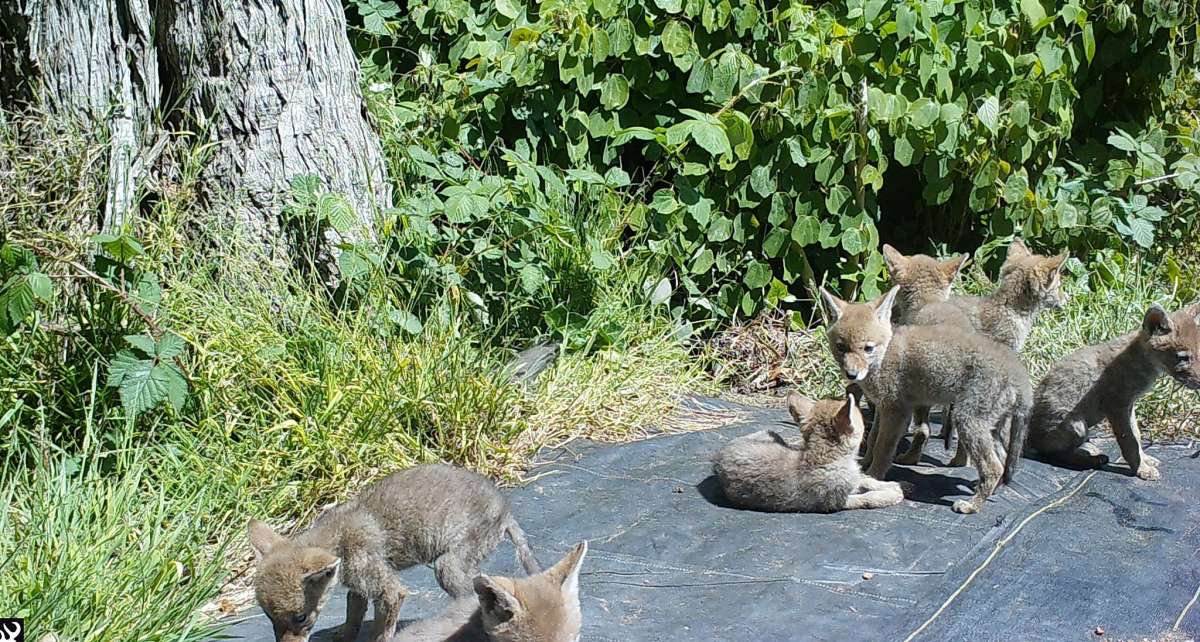 We've Got Seven Baby Coyotes in Golden Gate Park