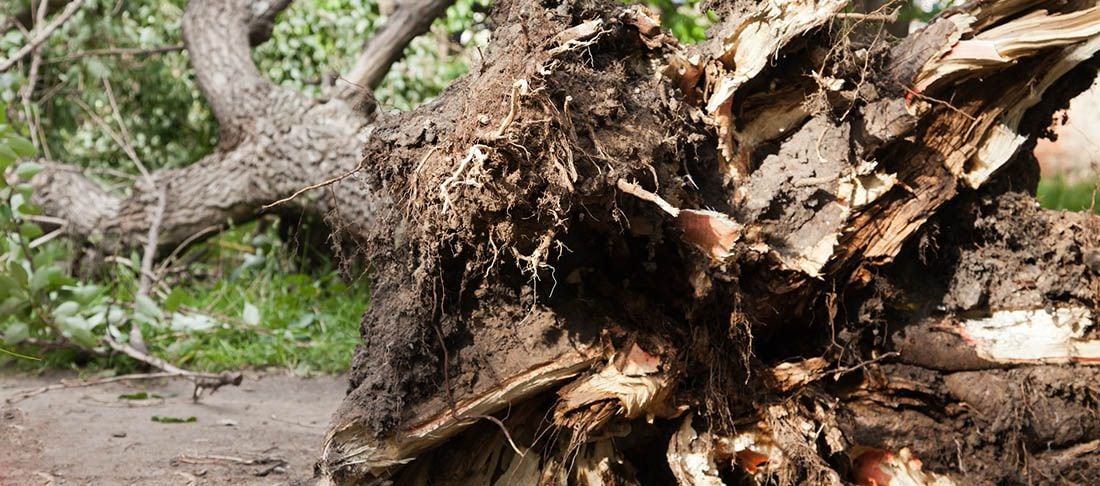 Strong Winds Cause Trees to Topple in San Francisco, One Person Injured