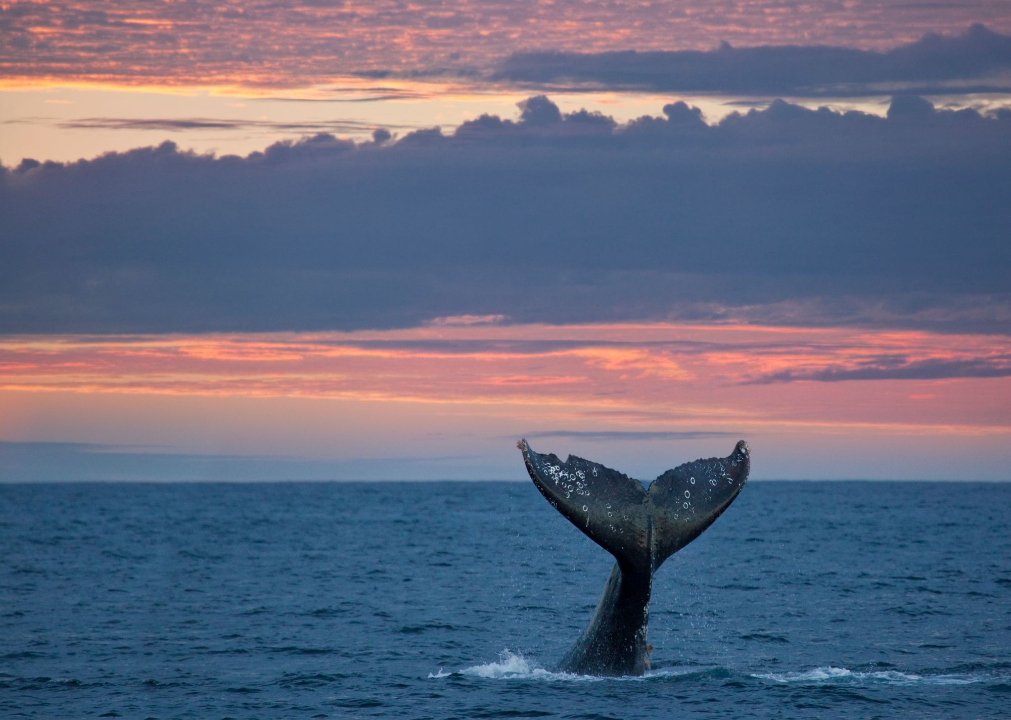 Day Around the Bay: Oof... Another Dead Whale Has Washed Ashore in the Bay Area