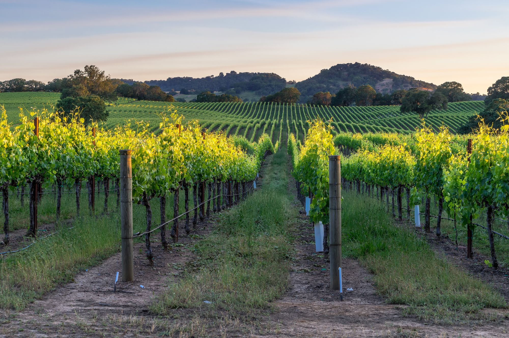 Sunday Links: Fast-Moving Wine Country Brush Fire Burns Five Acres, Destroys One Building
