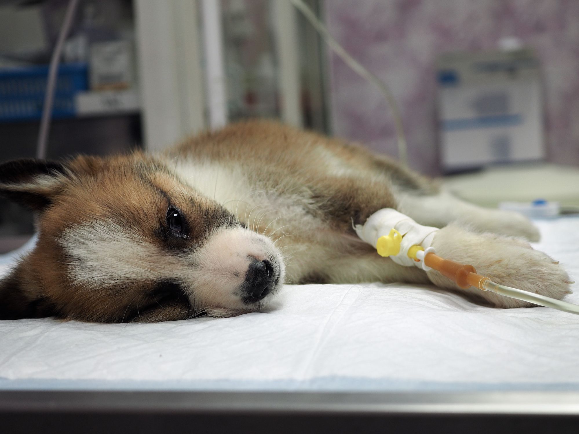 Bay Area Veterinarians Concerned About Sick Puppies Being Sold by Roadside Sellers