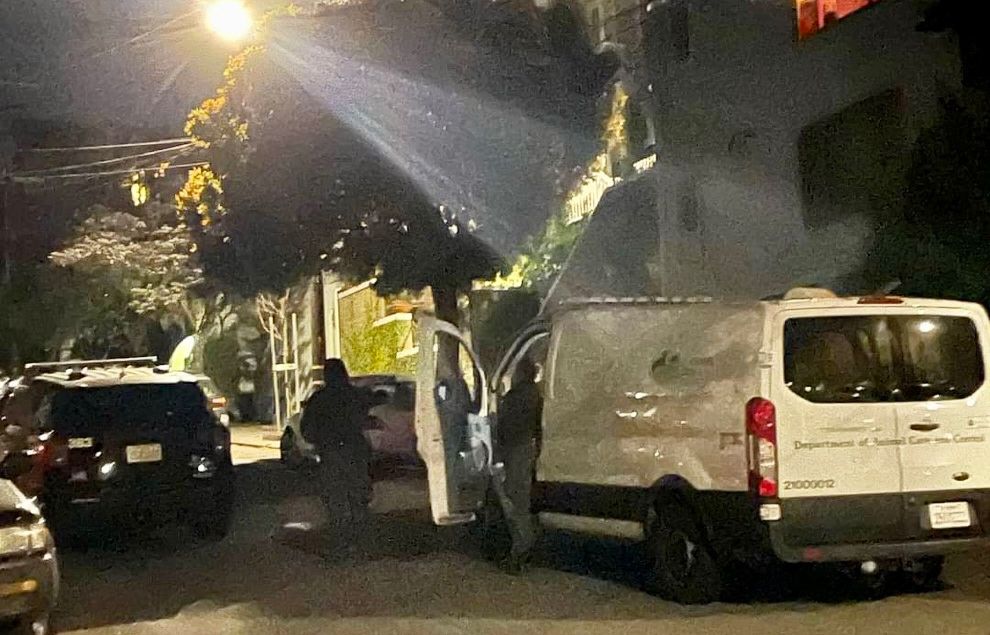 Mountain Lion Returns to Bernal, Gets Tranq-Darted and Captured