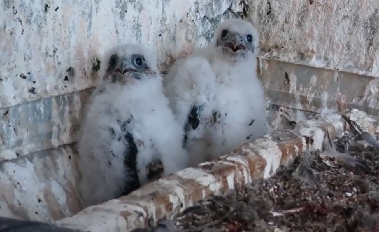 Downtown SF Peregrine Falcon Brood Remains Healthy, Four Chicks Getting Well Fed