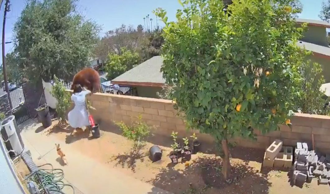 Video: Teen Girl Takes on Bear to Save Dogs