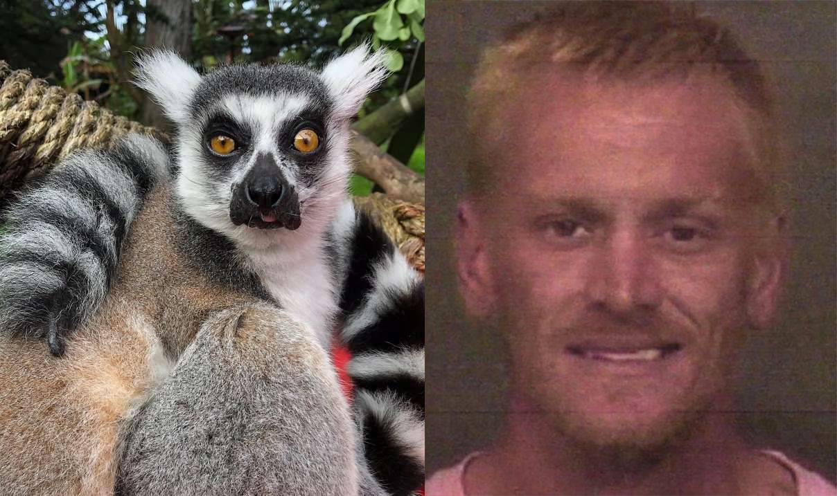 Suspect Accused In Lemur Theft at SF Zoo Now Faces Federal Charges Under Endangered Species Act