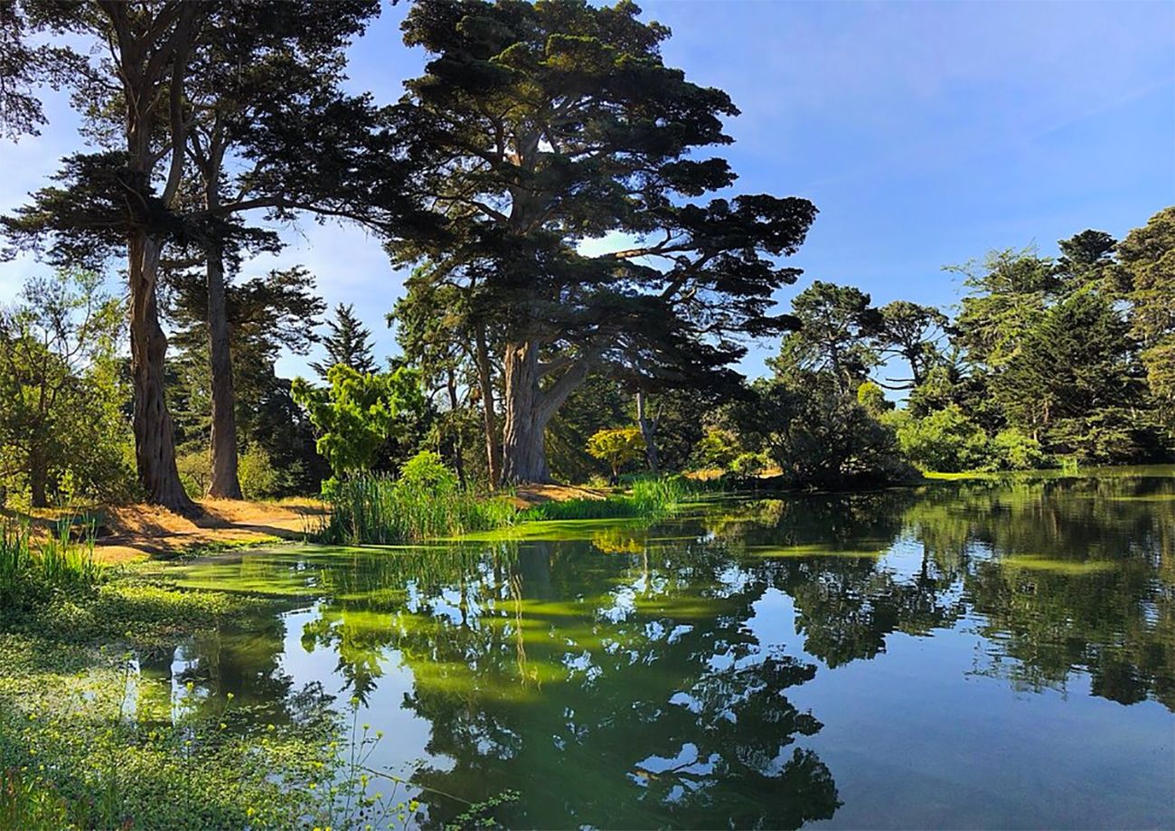 Body of Homeless Man Found In Golden Gate Park; Area Woman Says He Was Notorious 'Terror'