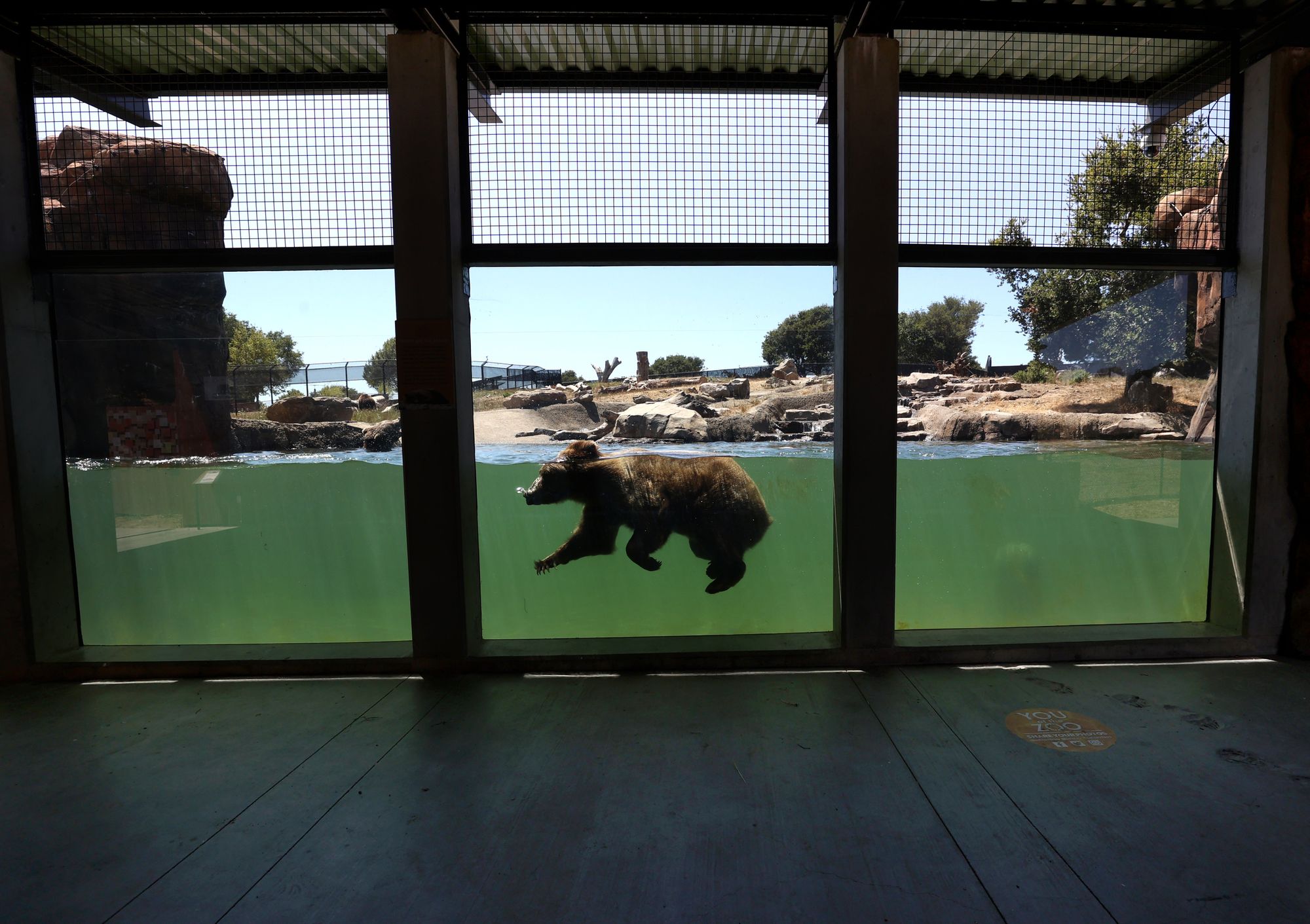 More Animals at Oakland Zoo Have Started Receiving Modified COVID-19 Vaccines