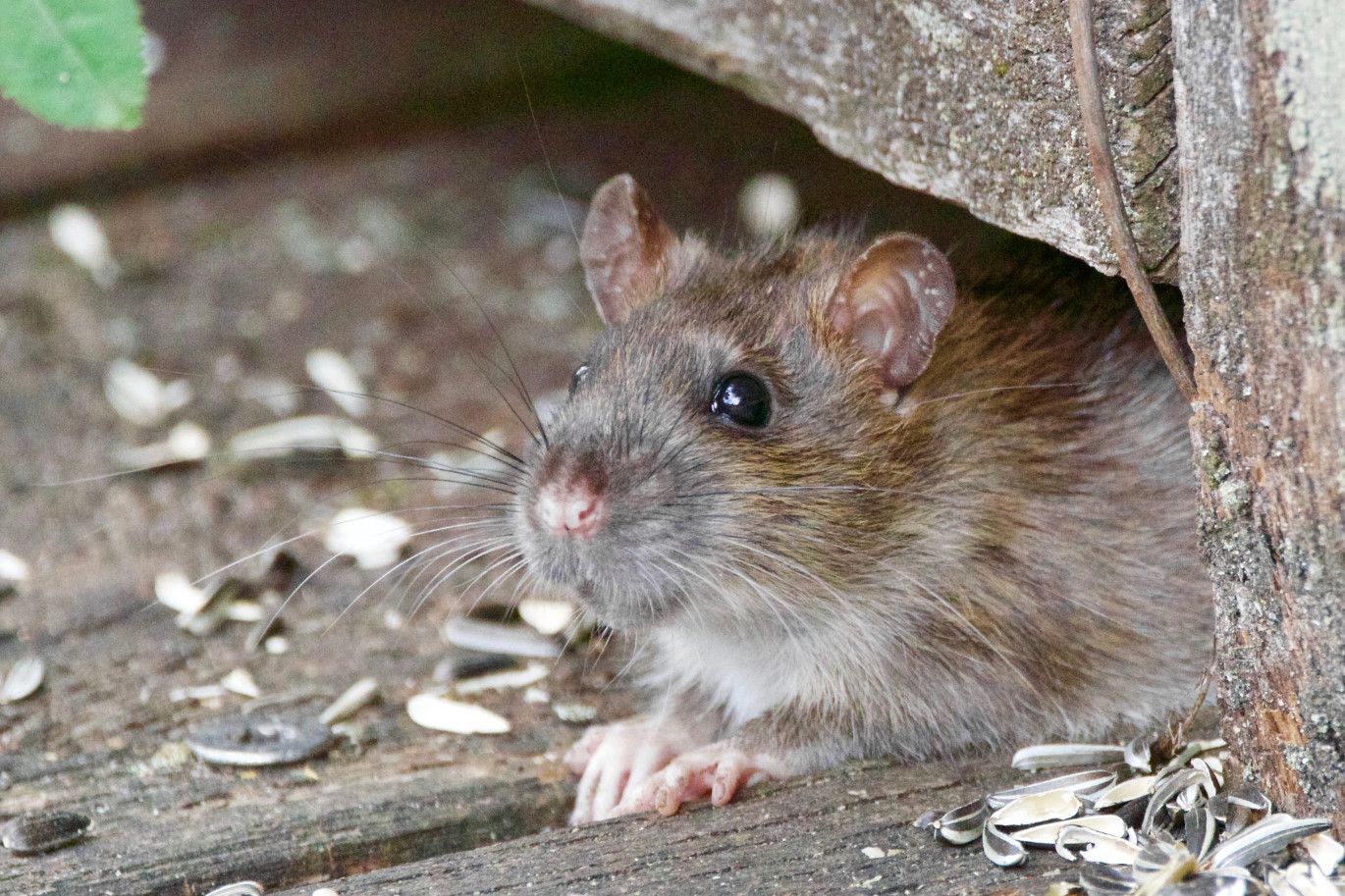 Stowaway Rat Delays SF-Bound Flight By Nine Hours