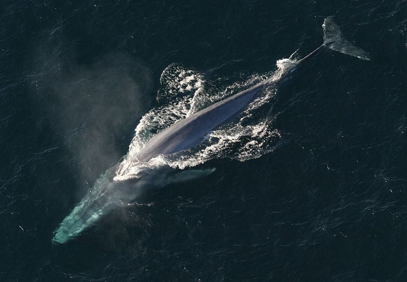 Video: Check Out These 80-Foot Blue Whales Swimming in the Monterey Bay