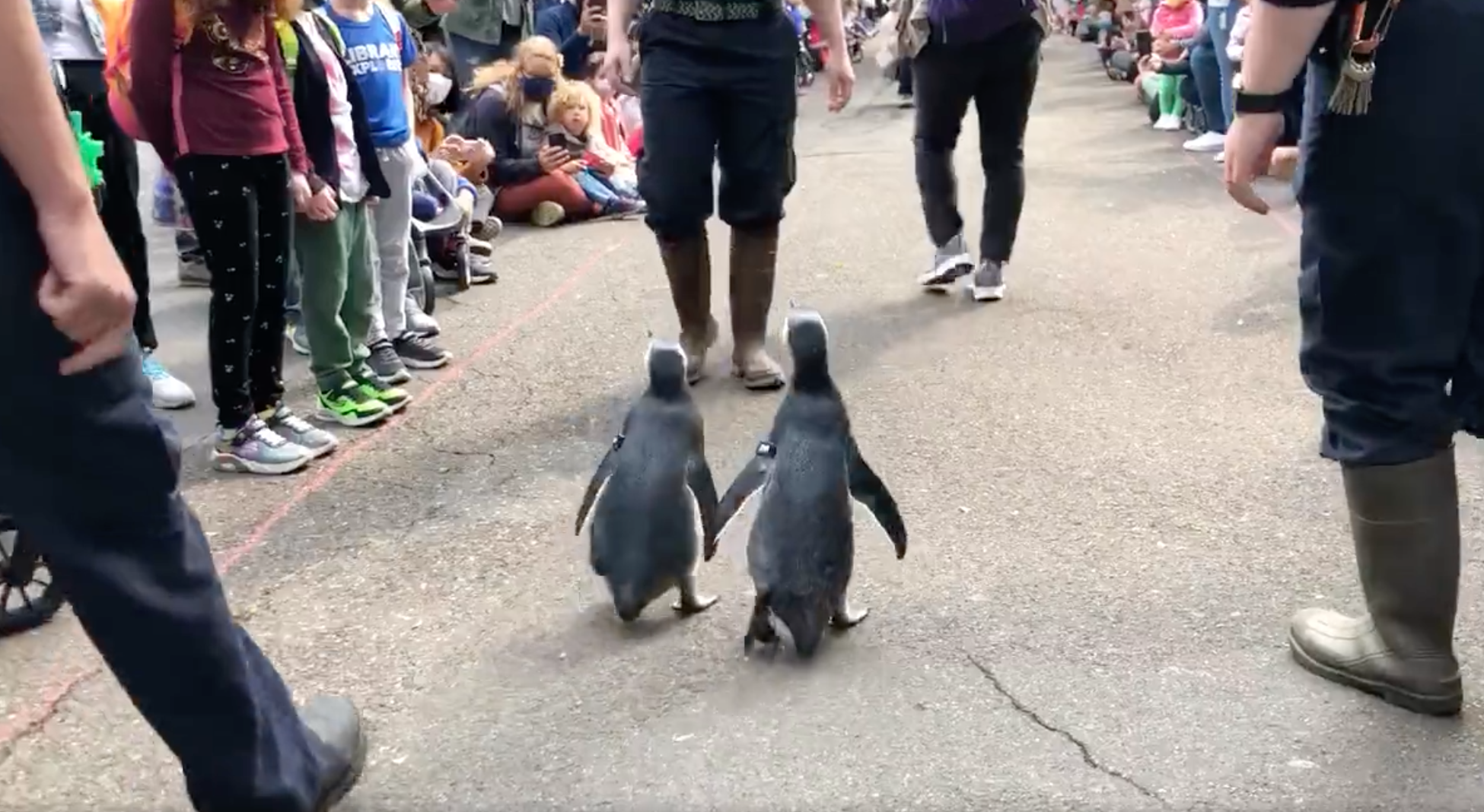 Weekend Palate Cleanser: Two New Penguins Graduate From SF Zoo's 'Fish School'