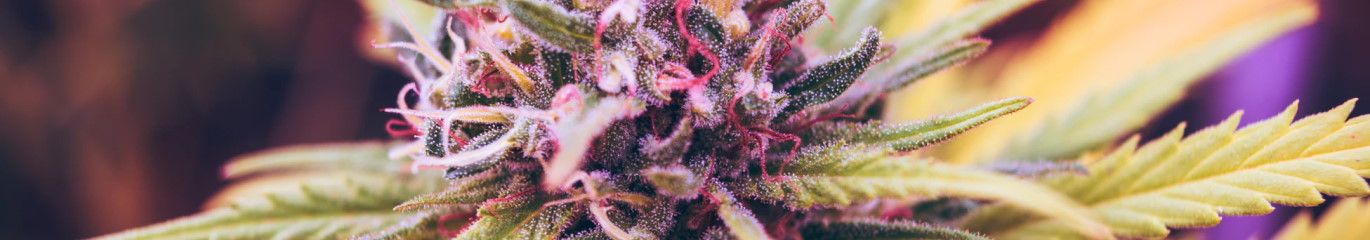 15 Best Cannabis Delivery Dispensaries in Fremont