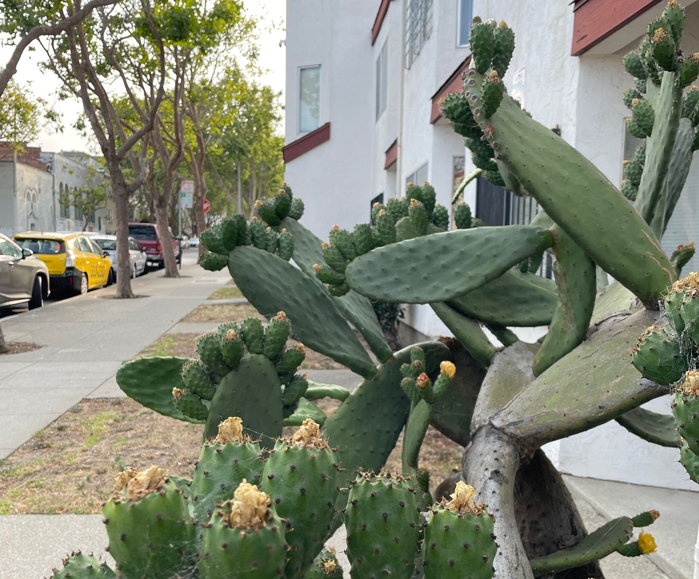 Day Around the Bay: Delta Variant Brings COVID Full Circle Back to Wuhan