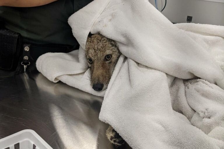 Video: Li’l Coyote Pup Rescued After Falling Into Bay at Fisherman’s Wharf