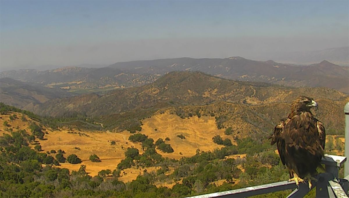 Friday Morning Constitutional: Smoke Plume Arrives Over Bay Area