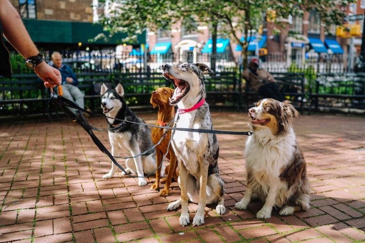 11 Best Dog Walkers & Walking Services To Tire Out Your Dog In 2022