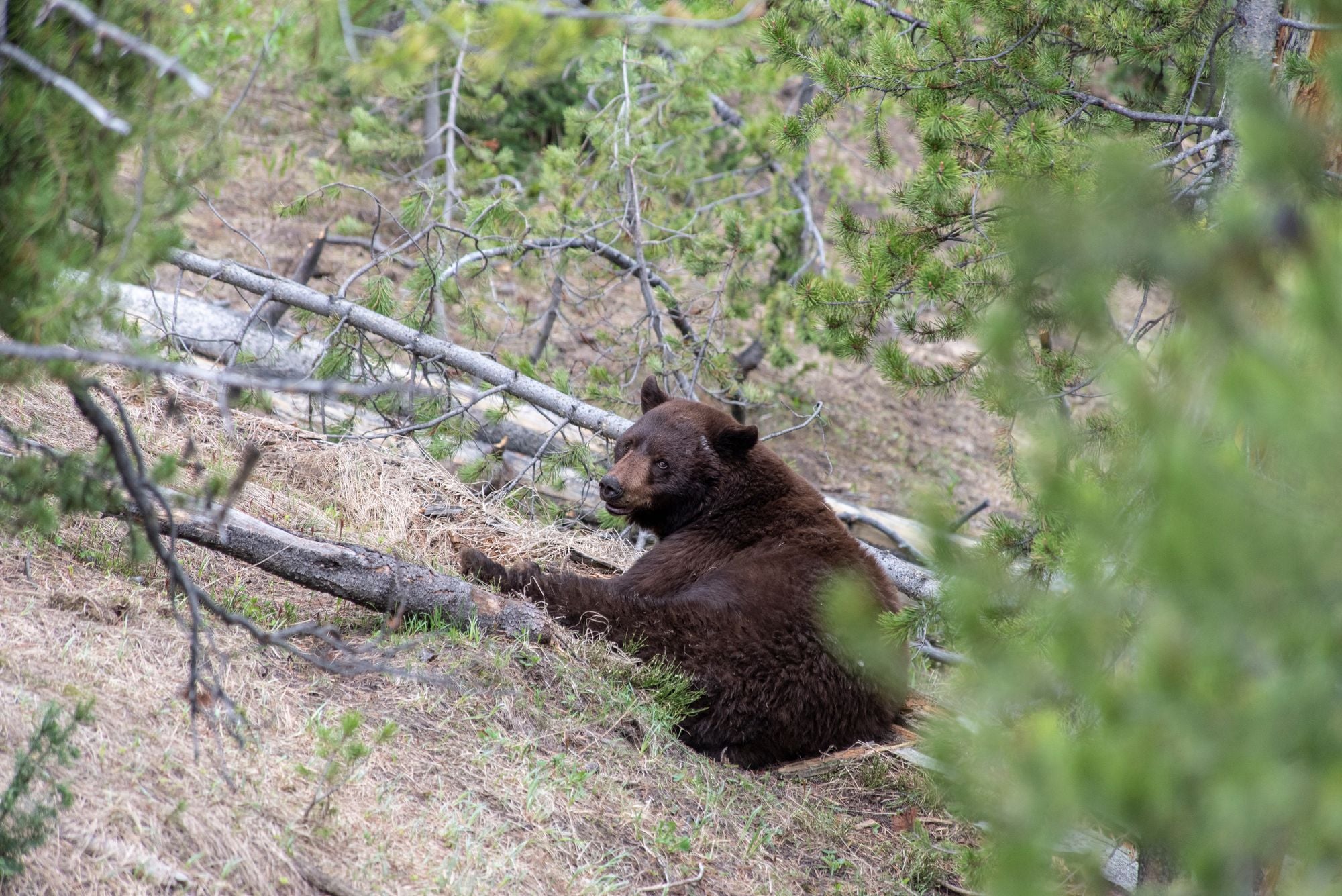 Black Bear Euthanized for Burns Suffered in Caldor Fire