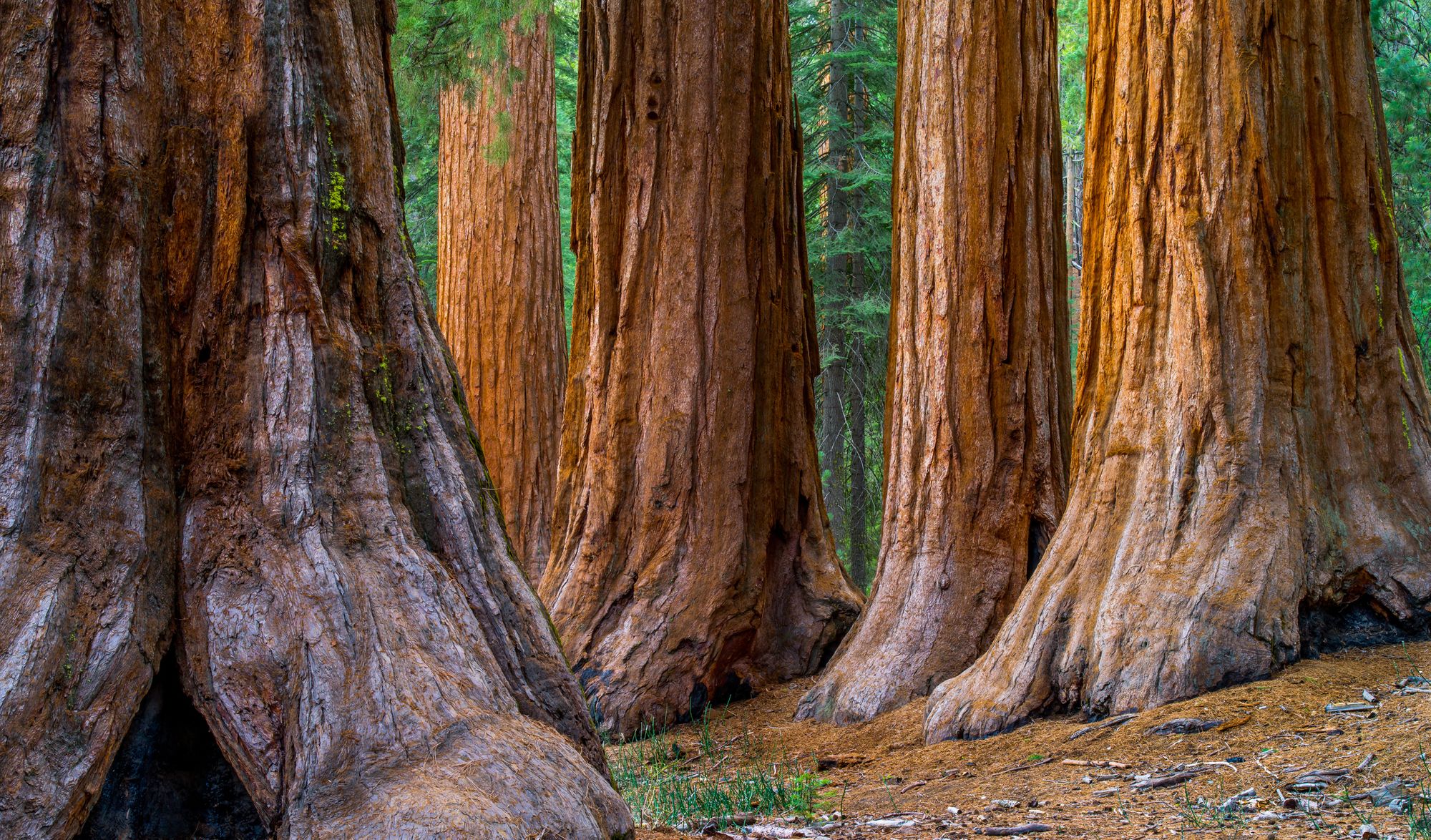 Day Around the Bay: Wildfires Have Entered Four Giant Sequoia Groves