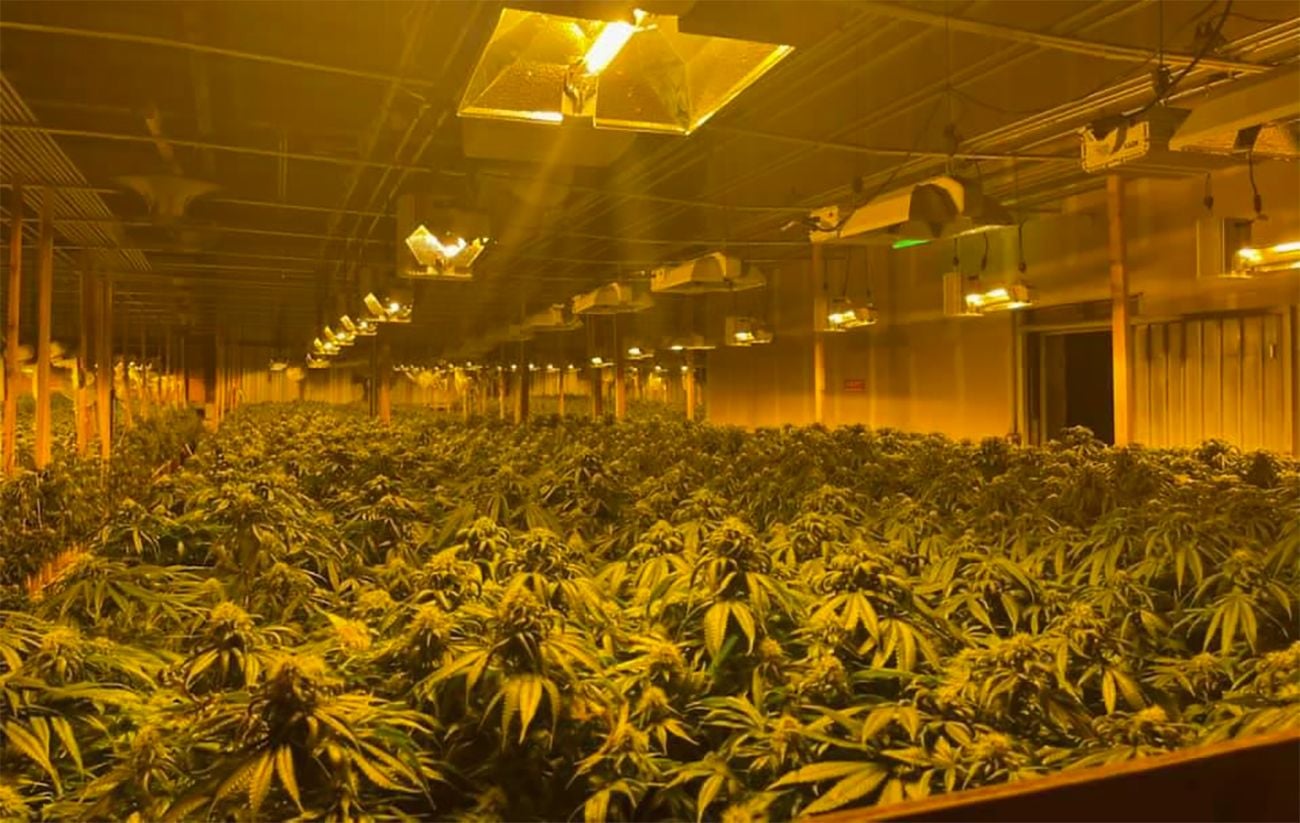 Thursday Morning What's Up: Vast Illegal Pot Grow Shut Down In East Bay