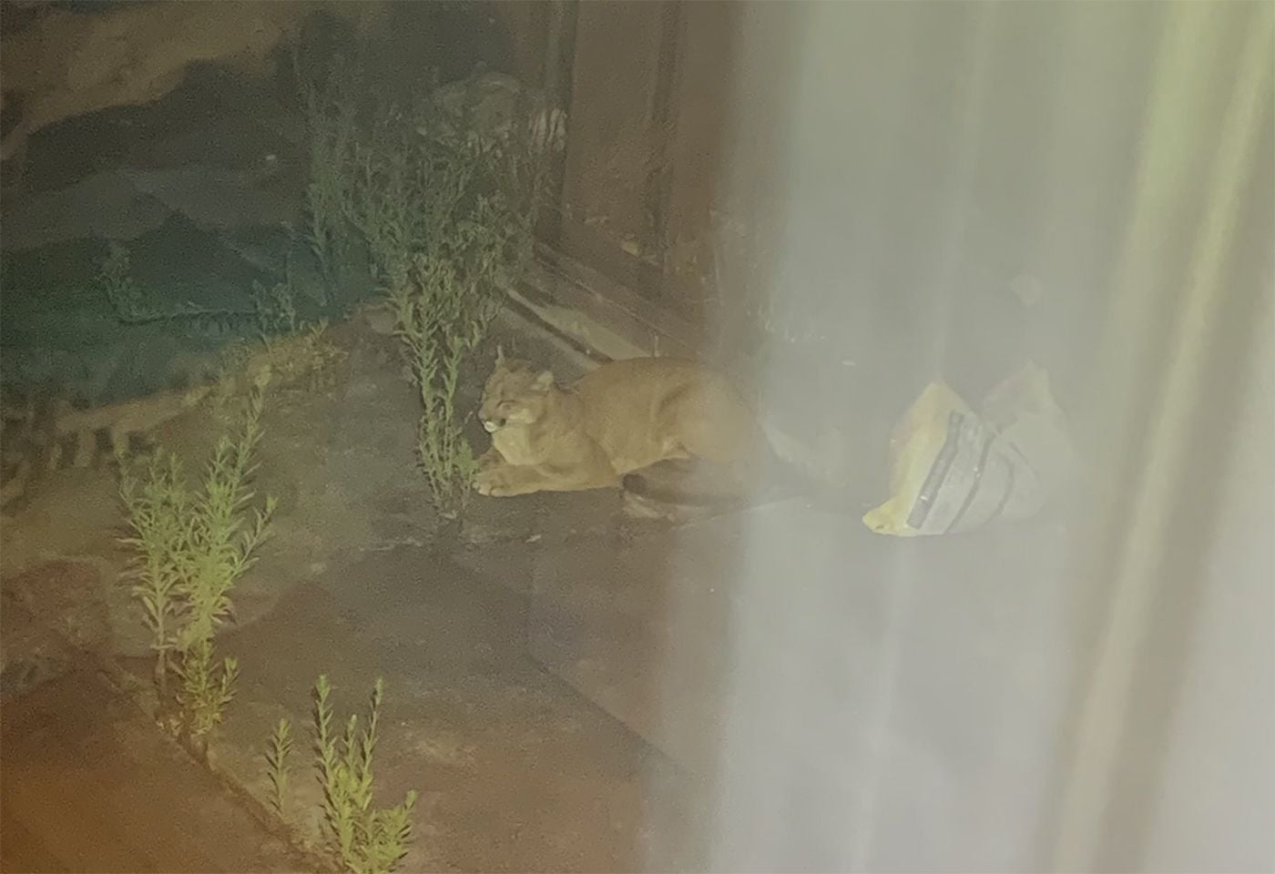 Tuesday Morning Topline: Mountain Lion Chills In Daly City Backyard, Won't Leave