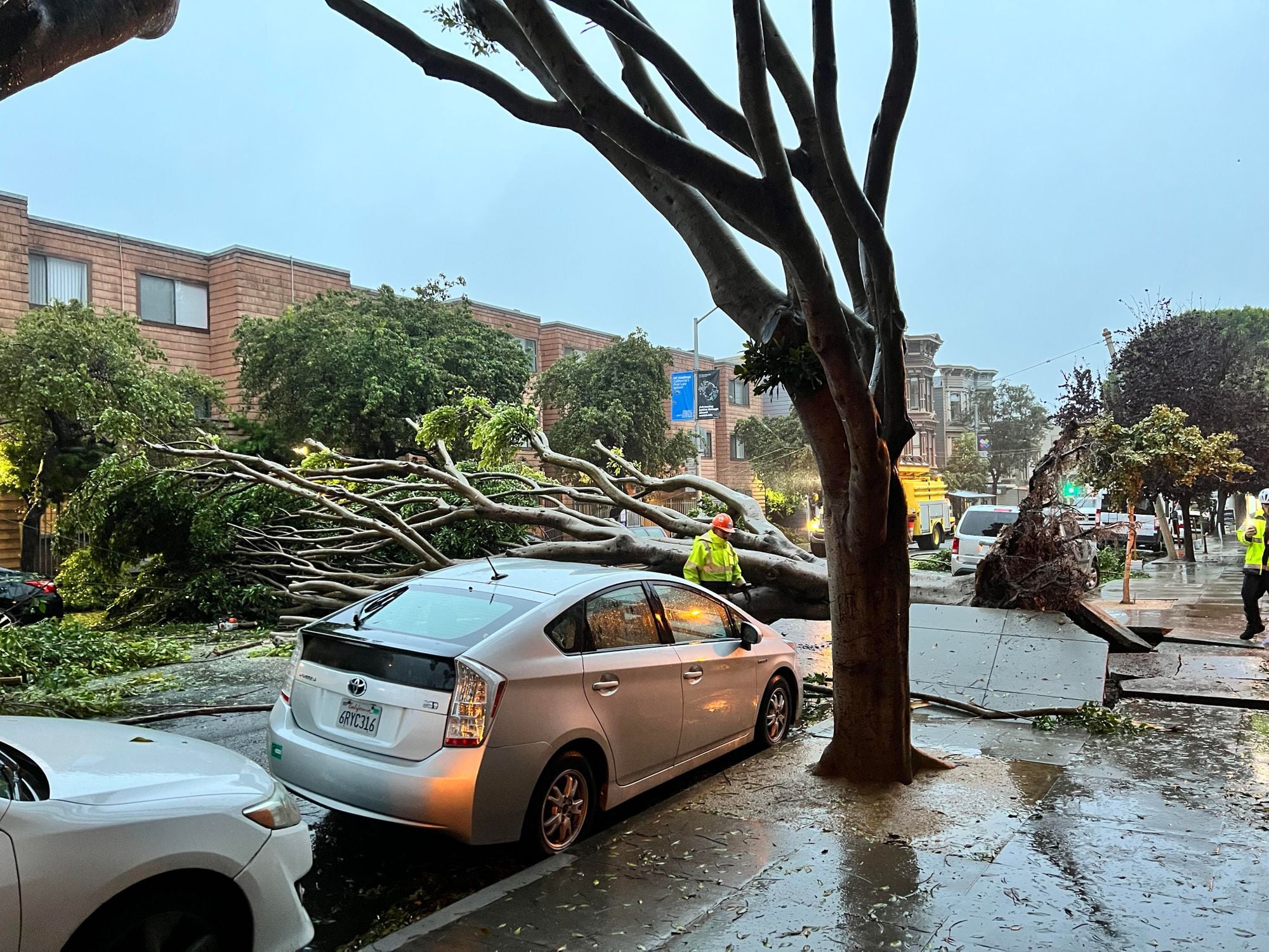 Tree Comes Crashing Down in Japantown During Early Morning Storms
