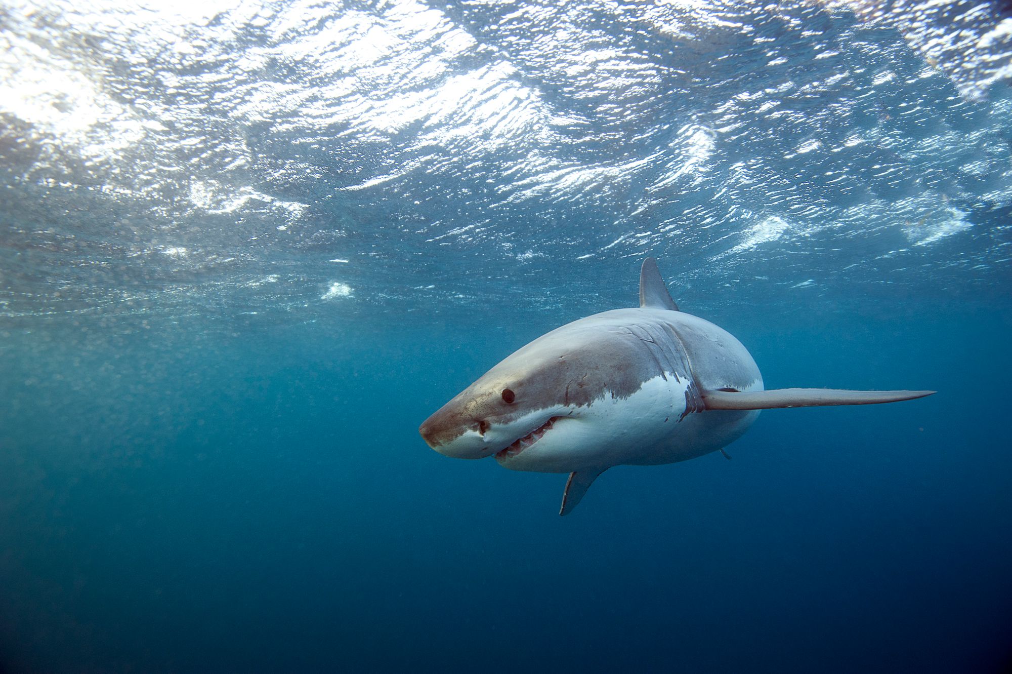 Surfer Left in Critical Condition After Shark Attack Near Bodega Bay
