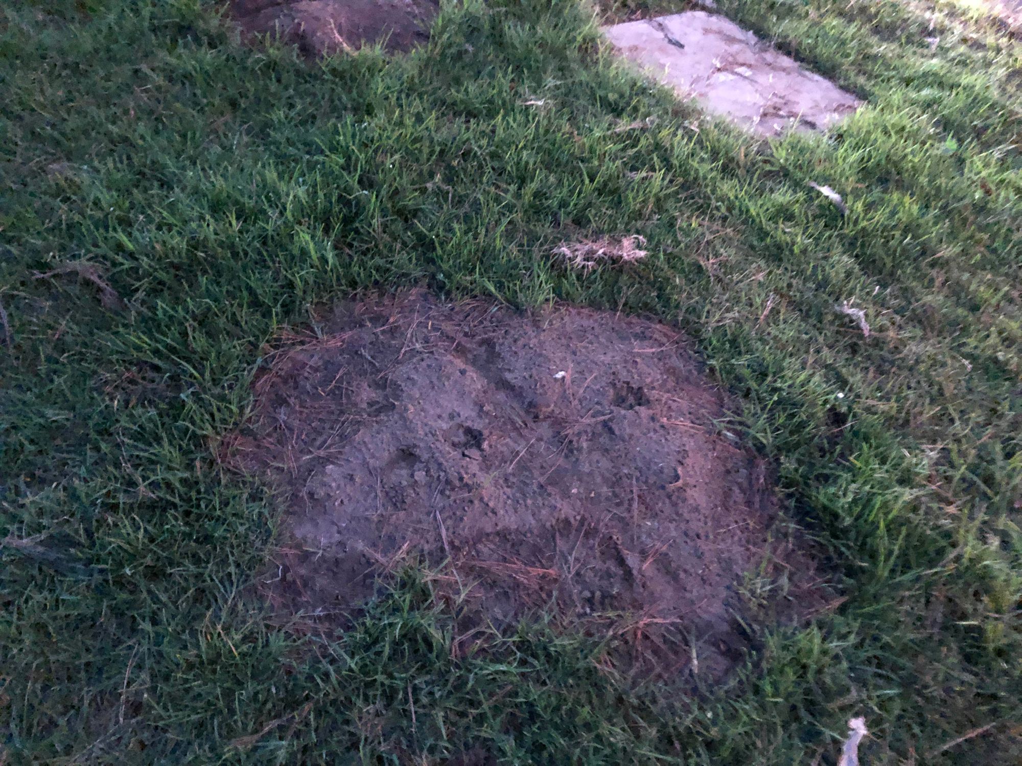Will Golden Gate Park Be A Mud Pit For Outside Lands We Scoped It Out