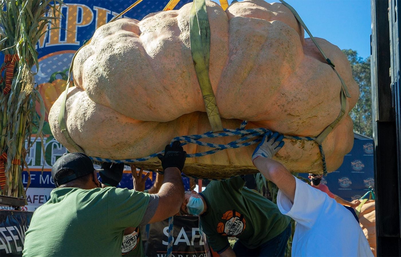 Day Around the Bay: 2,191-lb Pumpkin Takes Top Prize at Half Moon Bay Weigh-Off