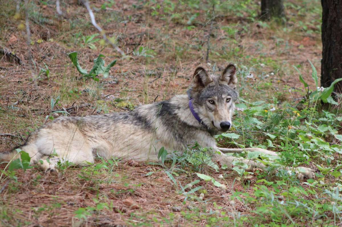 Record-Breaking Wolf That Went on 1,000 Mile Journey Struck and Killed by Vehicle