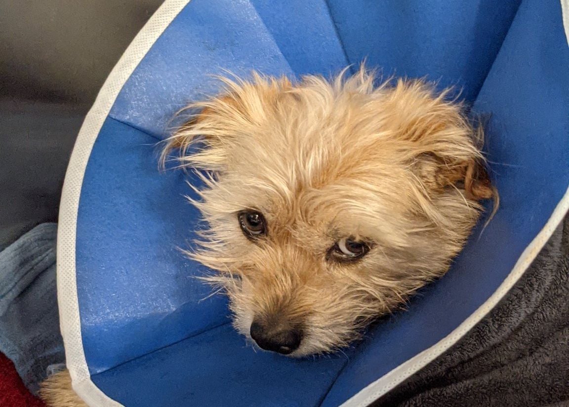 SF Man Suspected of Stabbing Woman's Terrier Has Been Arrested