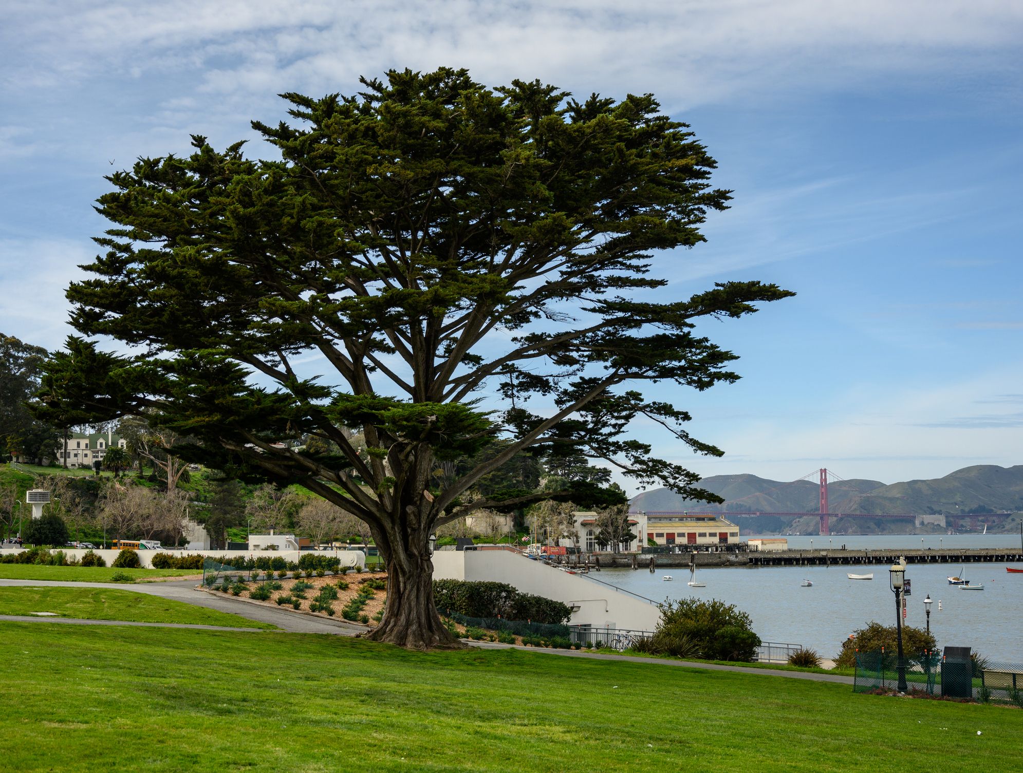Sunday Links: Coyote Rescued in SF at Marina Green Released Back Into Wild