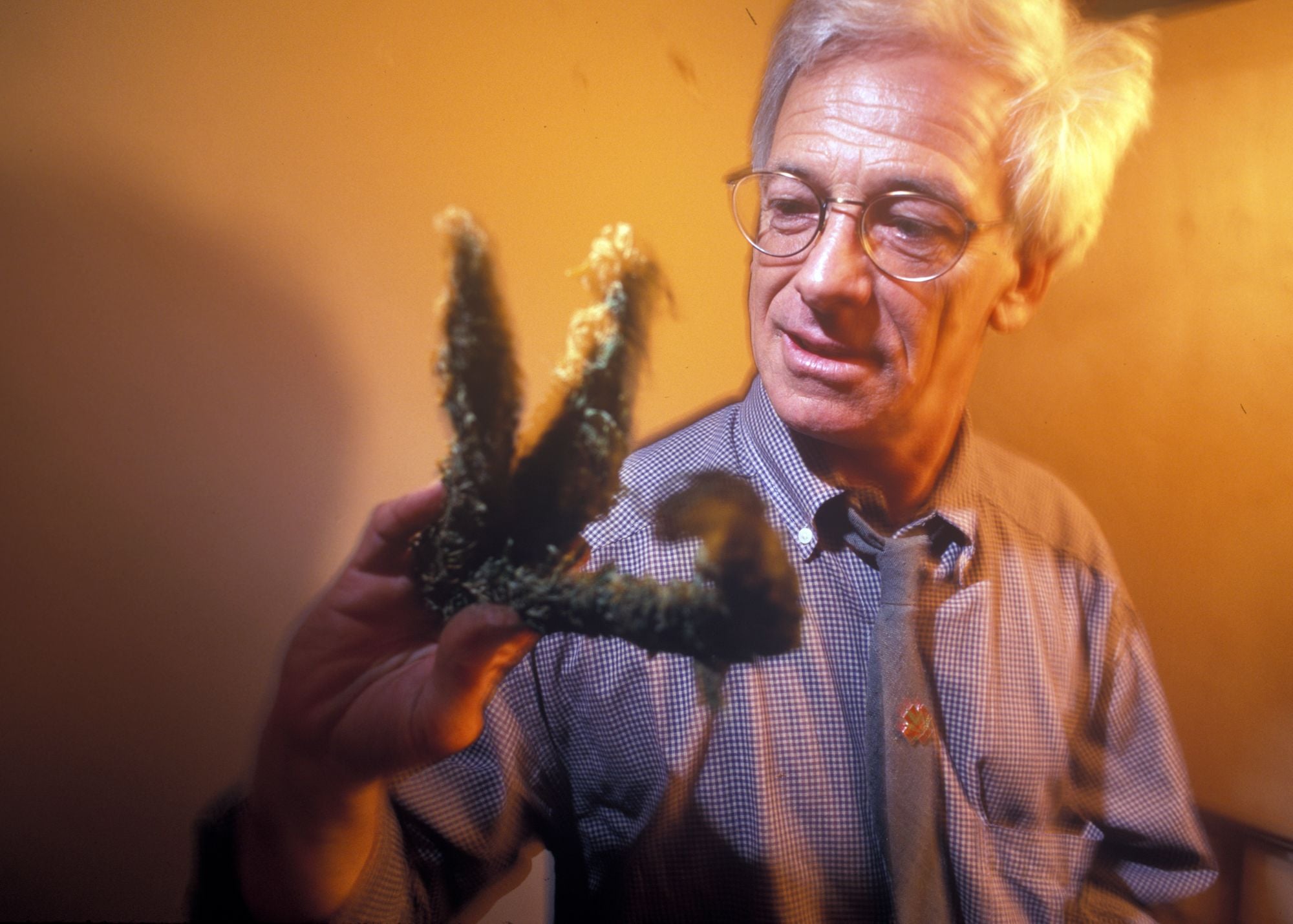 Legal Pot Turns 25: The Sticky Road from Medical Marijauna Raids to a $4 Billion Industry